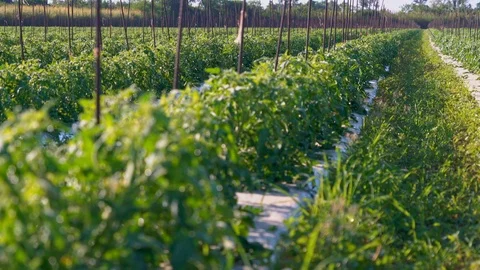 Tomato Plants landscape 4K Video stock 119892500
