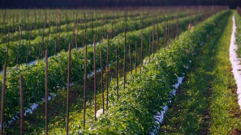 Tomato Plants MediumShot 4K Stock Footage 119892694