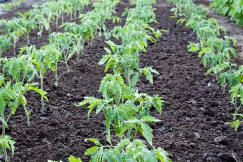 Tomato plants Stock Photos