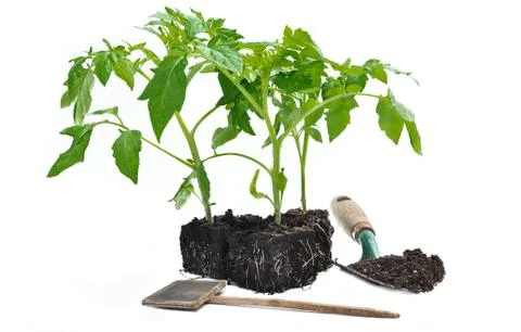 Tomato plants Stock Photos
