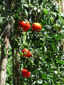 Tomato plants a Stock Photos