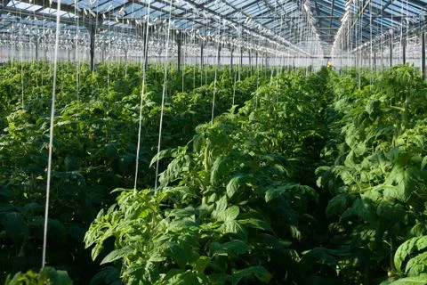Tomato plants Stock Photos