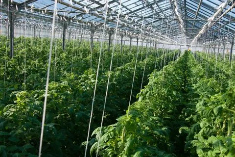 Tomato plants Stock Photos
