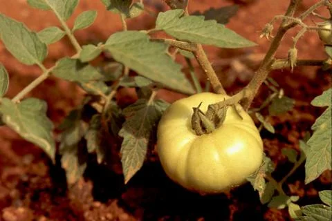 Tomato Plants Stock Photos