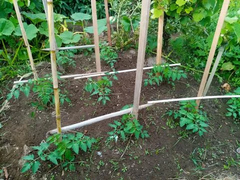 Tomato plants Stock Photos