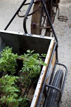 Tomato plants Stock Photos
