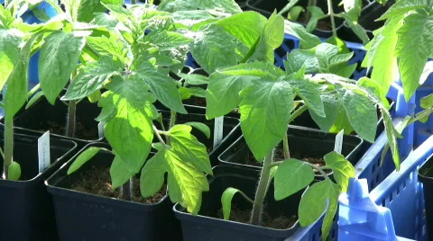 Tomato plants in pots Stock Footage 386977