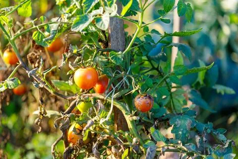 Tomato Plants with Ripe, Developing, and Diseased Fruit Stock Photos