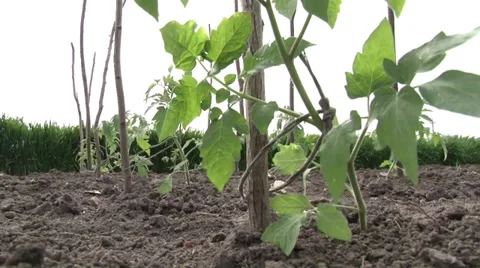 Tomato plants in a row Vidéo 37044730