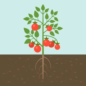 Tomato plants, vegetable with root in soil texture, flat design Stock Illustration