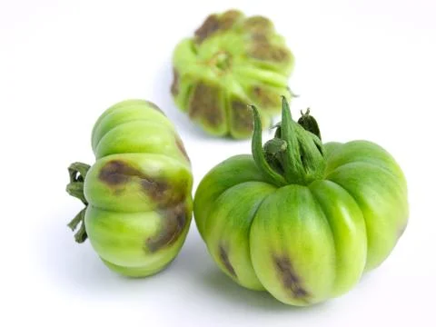 Tomato problem Stock Photos