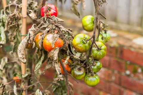 Tomato problems, blight. Tomato plant wilt disease in UK garden Stock Photos