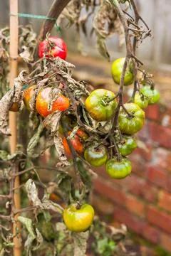 Tomato problems, blight. Tomato plant wilt disease in UK garden Stock Photos