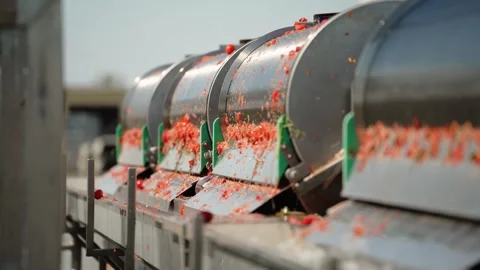 Tomato processing line sorting red tomatoes on conveyor Vídeos de archivo 347964755