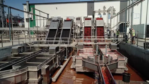 Tomato processing line washing red tomatoes at factory Video stock 347964680