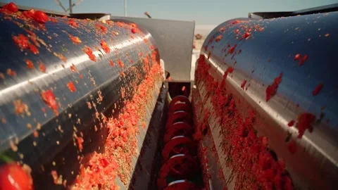 Tomato processing machine crushing red tomatoes in sunlight Video stock 347964839