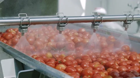 Tomato processing plant, tomato washing area 스톡 동영상 135277548