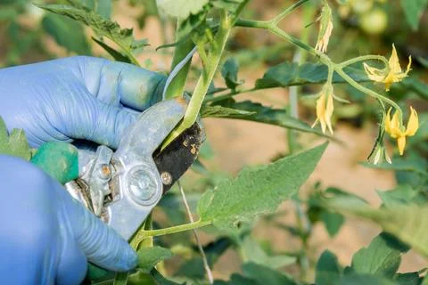 Tomato pruning is an essential practice to ensure healthy growth. Stock Photos