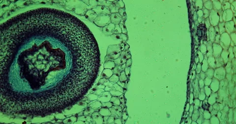 Tomato pulp Stock Footage 145402671