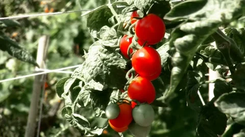 Tomato raw material root Stock Footage 8563359