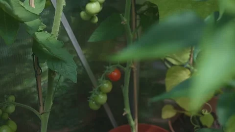 Tomato Red Cherry plant growing in a greenhouse Stock Footage 201413623