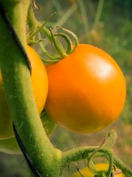 Tomato ripening Stock Photos