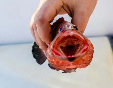 Tomato rockcod with an open mouth Stock Photos