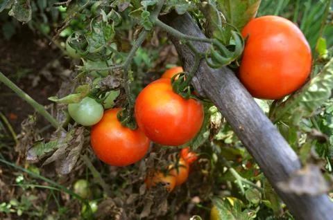 Tomato rope Stock Photos