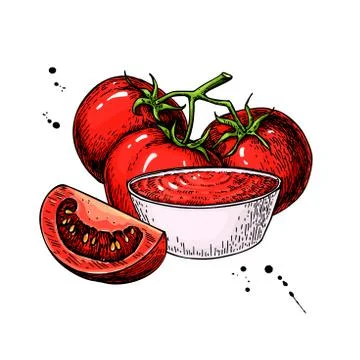 Tomato sauce Drawing. Vector isolated illustration with bowl full of pasta .. Illustrazione stock