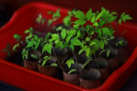 Tomato seeding in a red tray Stock Photos