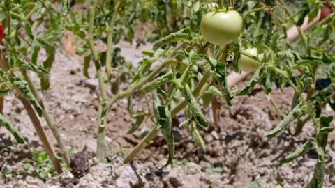 Tomato Seedling And Hoe Stock Footage 201743562