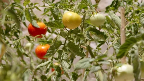 Tomato seedling And Hoe Stock Footage 201743585