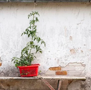 Tomato seedling on the bench Stock Photos