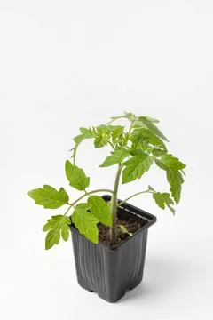 Tomato seedling in cup Stock Photos