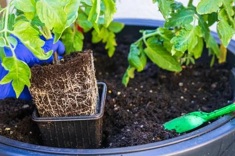 Tomato seedling with dense root ball planted in balcony container garden Foto stock