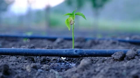 Tomato Seedling Drip Irrigation System Stock Footage 140044720