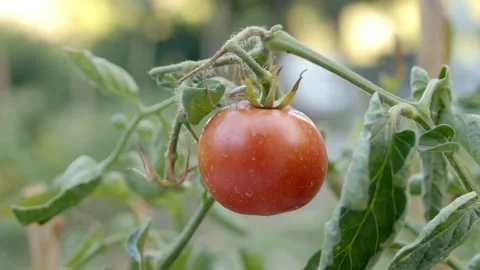 Tomato Seedling Stock Footage 201742927