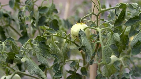 Tomato Seedling Stock Footage 201743402