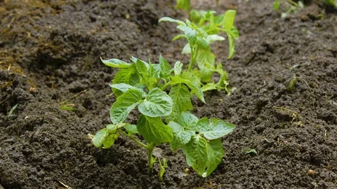 Tomato seedling in the garden Stock Footage 90524648