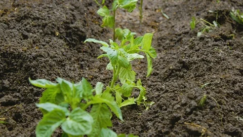 Tomato seedling in the garden Stock Footage 90524677