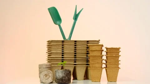 Tomato seedling , Peat tablets and peat cups for seedlings.Home garden Stock Footage 167842432