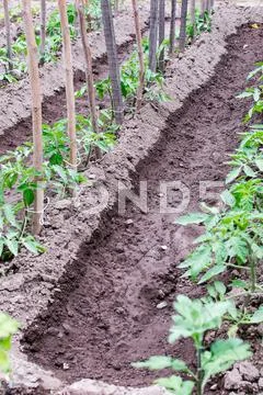 Tomato seedling Stock Photos