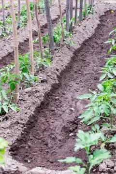 Tomato seedling Stock Photos