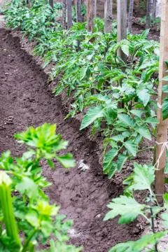 Tomato seedling Stock Photos