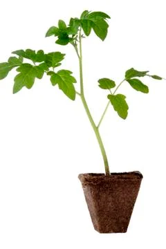 Tomato seedling Stock Photos