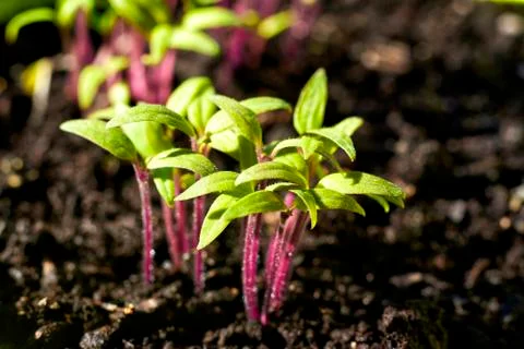 Tomato seedling Stock Photos
