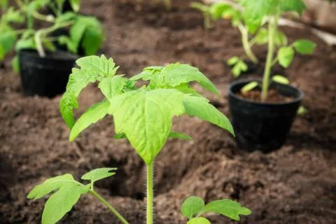 Tomato seedling Stock Photos
