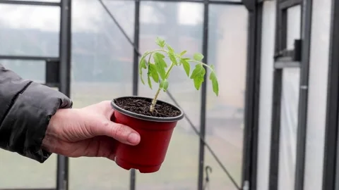 Tomato Seedling in Plastic Pot Prepared for Planting in Greenhouse Stock Footage 333857352