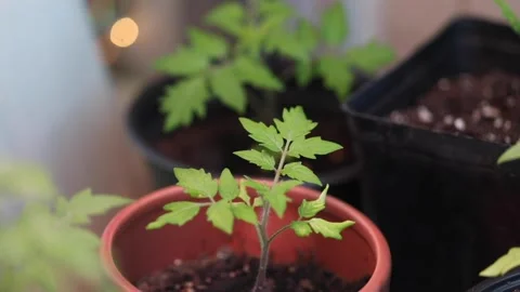 A tomato seedling in a pot Stock Footage 130524034