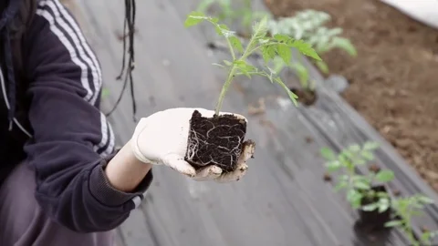 Tomato seedling with root in rootball Stock-Footage 76181914